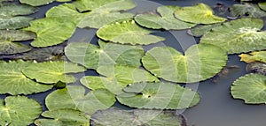 Lilypad