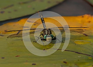 Lilypad Clubtail