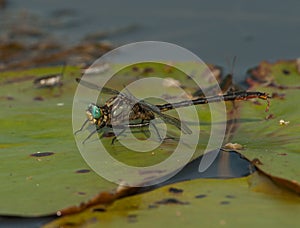 Lilypad Clubtail