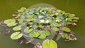 Lilypad horde