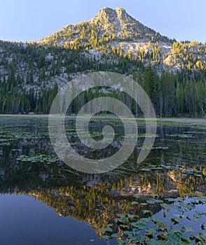 Lilypad Lake