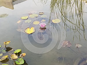 Lilypad lotus pond portland