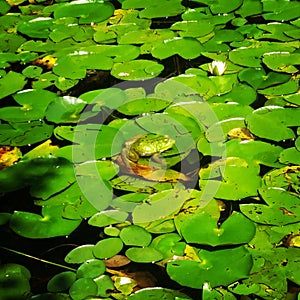 Lilypad lounging frog soaking in some sun.