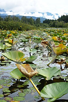 Lilypad in Pemberton