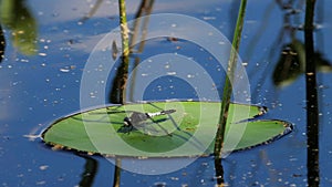 Lilypad Whiteface sits on a water lily leaf