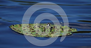 Lilypad Whiteface and water lily