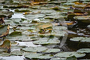 lilypads in august heat with dark water