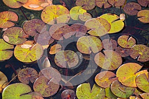 Lilypads floating on pond