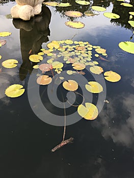 Lilypads in pond