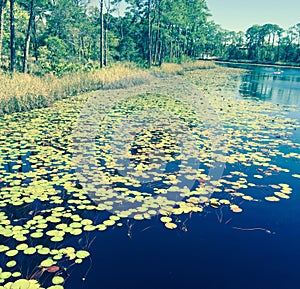 Lilypads at Florida