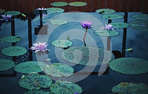 Lilypads and Flowers in water on a Cloudy Day