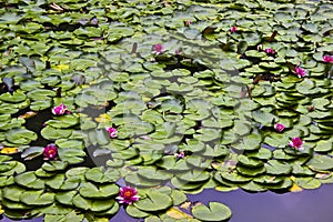 Lilypads and Lotus Flowers