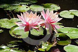 Lilypads `Nymphaeaceae`