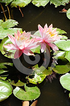 Lilypads `Nymphaeaceae`