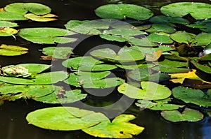 Lilypads `Nymphaeaceae`