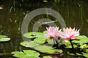 Lilypads `Nymphaeaceae`