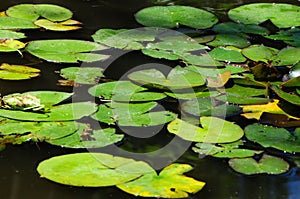 Lilypads `Nymphaeaceae` photo