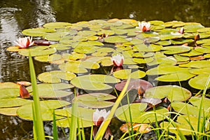Lilypads In Summer Pond