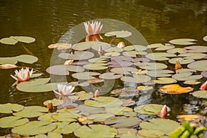 Lilypads In Summer Pond With Pale Pink Blooms