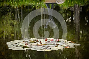 Lilypads In Summer Pond Setting