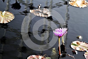 Lilypads and water lillies floating in a pond