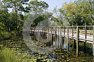 Lilypads and wooden boardwalk