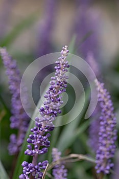 Lilyturf Liriope muscari Big Blue, raceme with buddding purple blue flowers