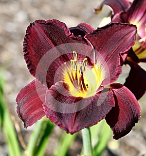 A Lilâ€™ Red Wagon Reblooming Daylily