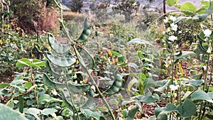 Lima bean pod strings agricultural field