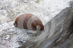 Limacidae