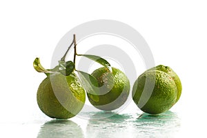 Limao-cravo. Brazilian Clove Lemon photo