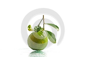 Limao-cravo. Brazilian Clove Lemon photo