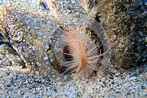 Limaria hians - Gaping fileclam, underwater image into the Mediterranean sea