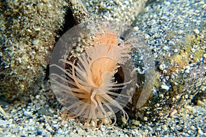 Limaria hians - Gaping fileclam, underwater image into the Mediterranean sea