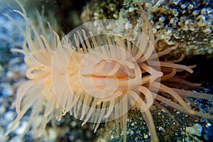 Limaria hians - Gaping fileclam, underwater image into the Mediterranean sea