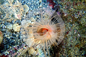 Limaria hians - Gaping fileclam, underwater image into the Mediterranean sea