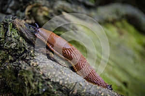 A limax dacampi european slug is crawling up on a branch of a tree