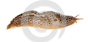 Limax maximus - leopard slug