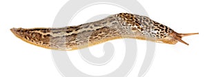 Limax maximus - leopard slug