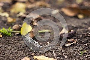 Limax maximus - leopard slug crawling on the ground among the leaves