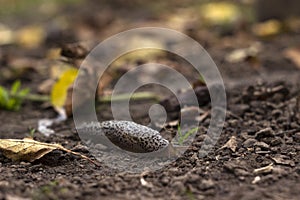 Limax maximus - leopard slug crawling on the ground among the leaves