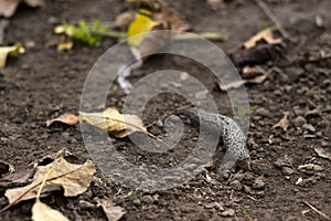 Limax maximus - leopard slug crawling on the ground among the leaves