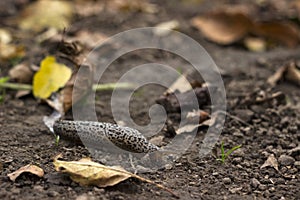 Limax maximus - leopard slug crawling on the ground among the leaves