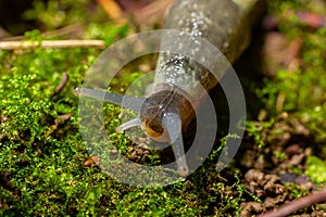 Limax maximus - leopard slug crawling on the ground among the leaves and leaves a trail