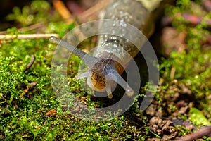 Limax maximus - leopard slug crawling on the ground among the leaves and leaves a trail
