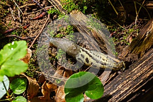 Limax maximus - leopard slug crawling on the ground among the leaves and leaves a trail