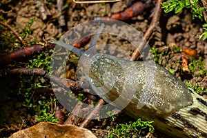 Limax maximus - leopard slug crawling on the ground among the leaves and leaves a trail