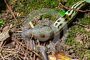 Limax maximus - leopard slug crawling on the ground among the leaves and leaves a trail