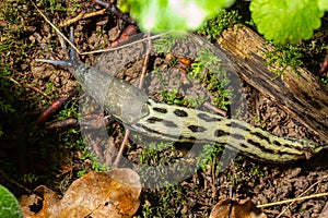 Limax maximus - leopard slug crawling on the ground among the leaves and leaves a trail