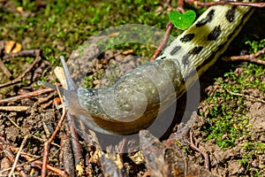 Limax maximus - leopard slug crawling on the ground among the leaves and leaves a trail